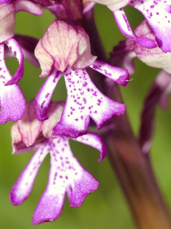 Orchis xhybrida (Orchis militaris x Orchis purpurea) altopiani abruzzesi - giugno 2018